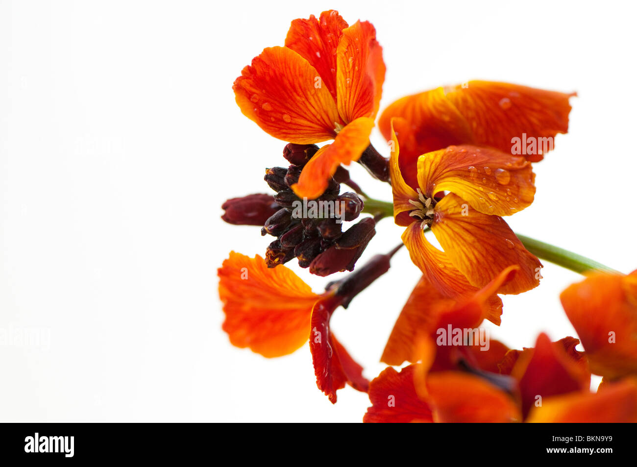 Close up of brightly coloured wallflowers, erysimum, against a white background Stock Photo