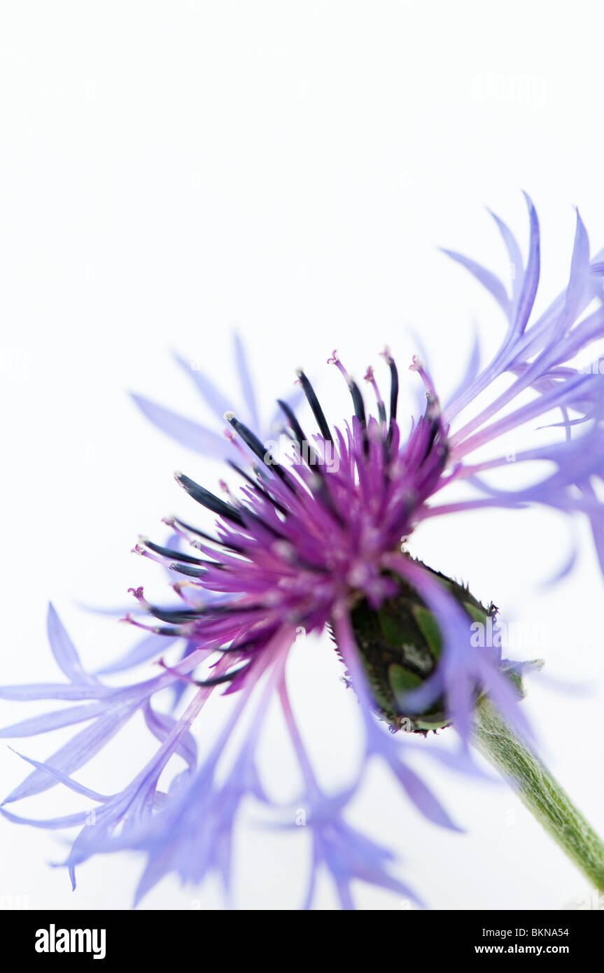 Close up of a Centaurea montana or Perennial Cornflower against a white background Stock Photo