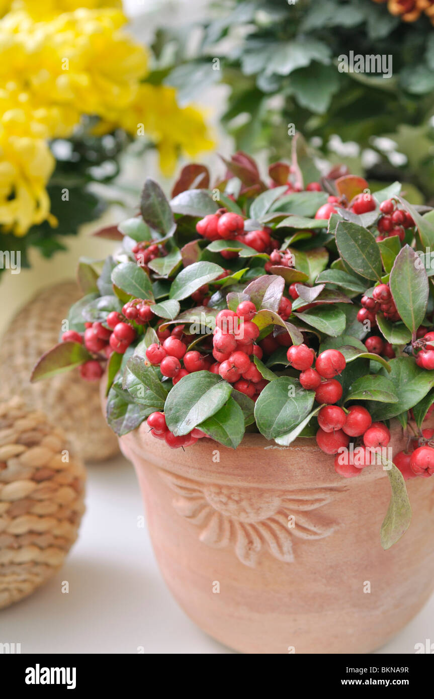 Checkerberry (Gaultheria procumbens) Stock Photo