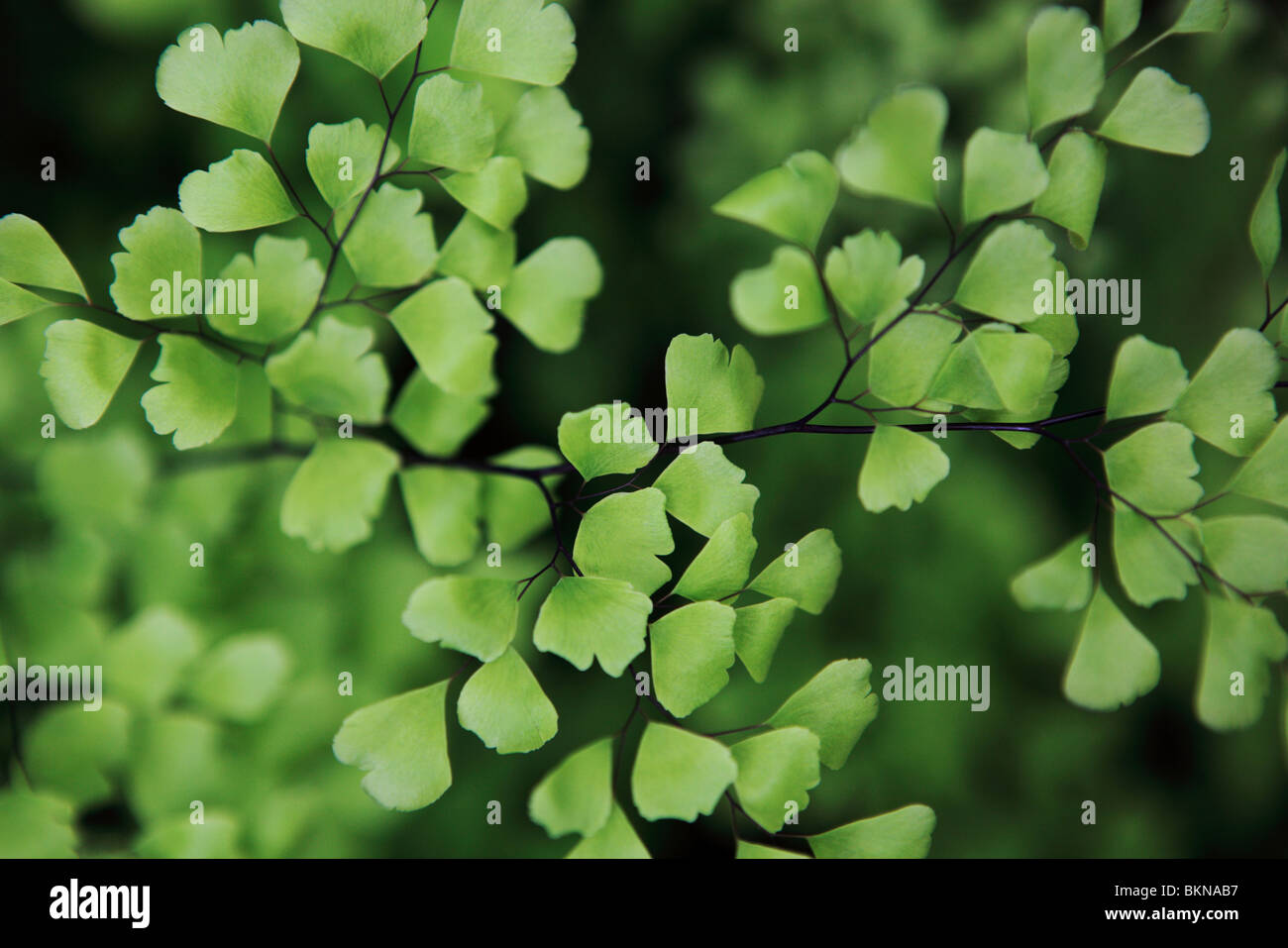 DELTA MAIDENHAIR FERN (ADIANTUM RADDIANUM Stock Photo Alamy