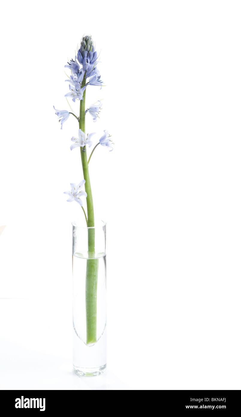 Single Bluebell flower in glass vase against white background Stock Photo