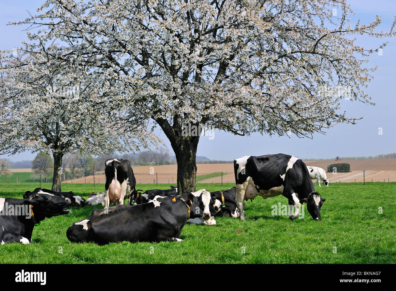 Cows (Bos taurus) resting in orchard with cherry trees blossoming