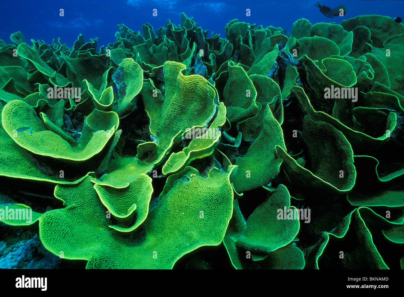 Plate coral, Turbinaria reniformis, Fiji, Pacific Ocean Stock Photo