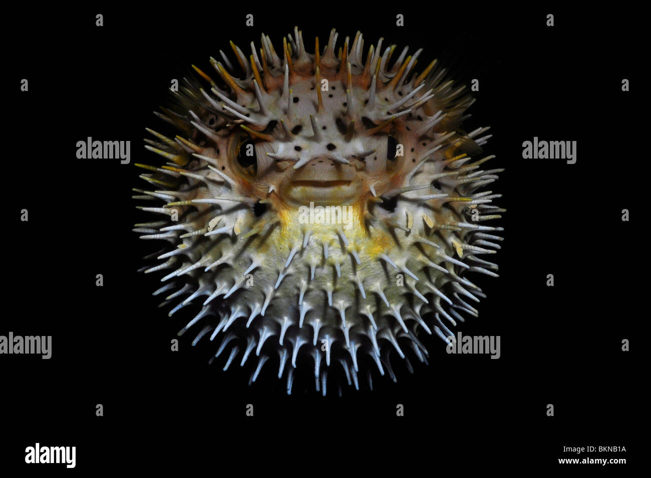 Balloonfish (Diodon holocanthus) Stock Photo