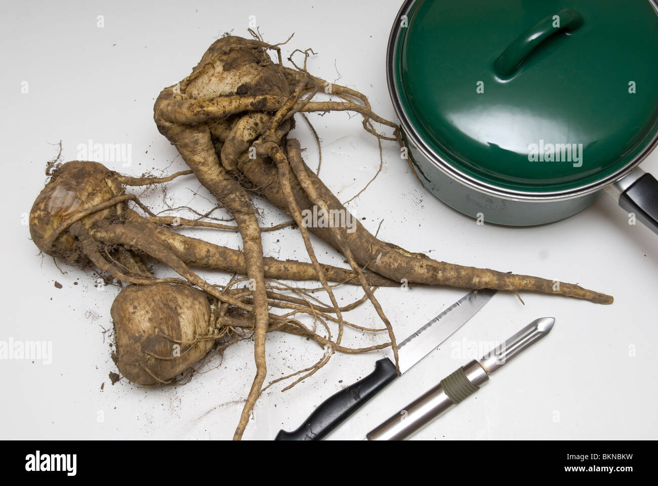 Home grown Parsnips with twisted multiple roots next to a pan. Stock Photo