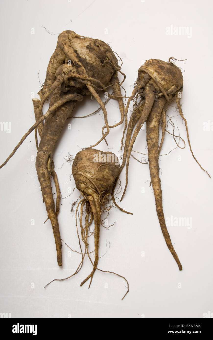 Home grown Parsnips with twisted multiple roots. Stock Photo