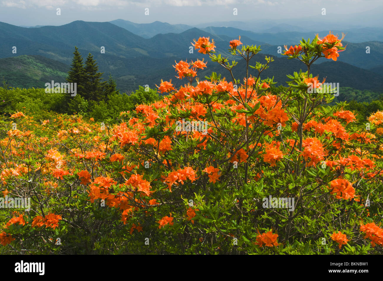 North Carolina, United States Of America; Flame Azalea (Rhododendron Calendulaceum) Blooms On The Health Balds Of Roan Mountain Stock Photo