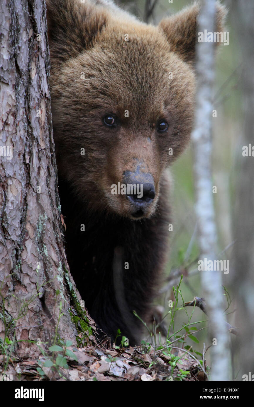 European Brown Bear (Ursus arctos) looking behind tree. Stock Photo