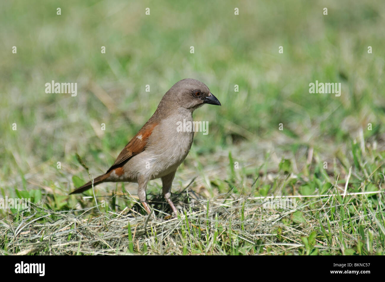 Grey-headed Sparrow Passer griseus feeding in short grass Stock Photo
