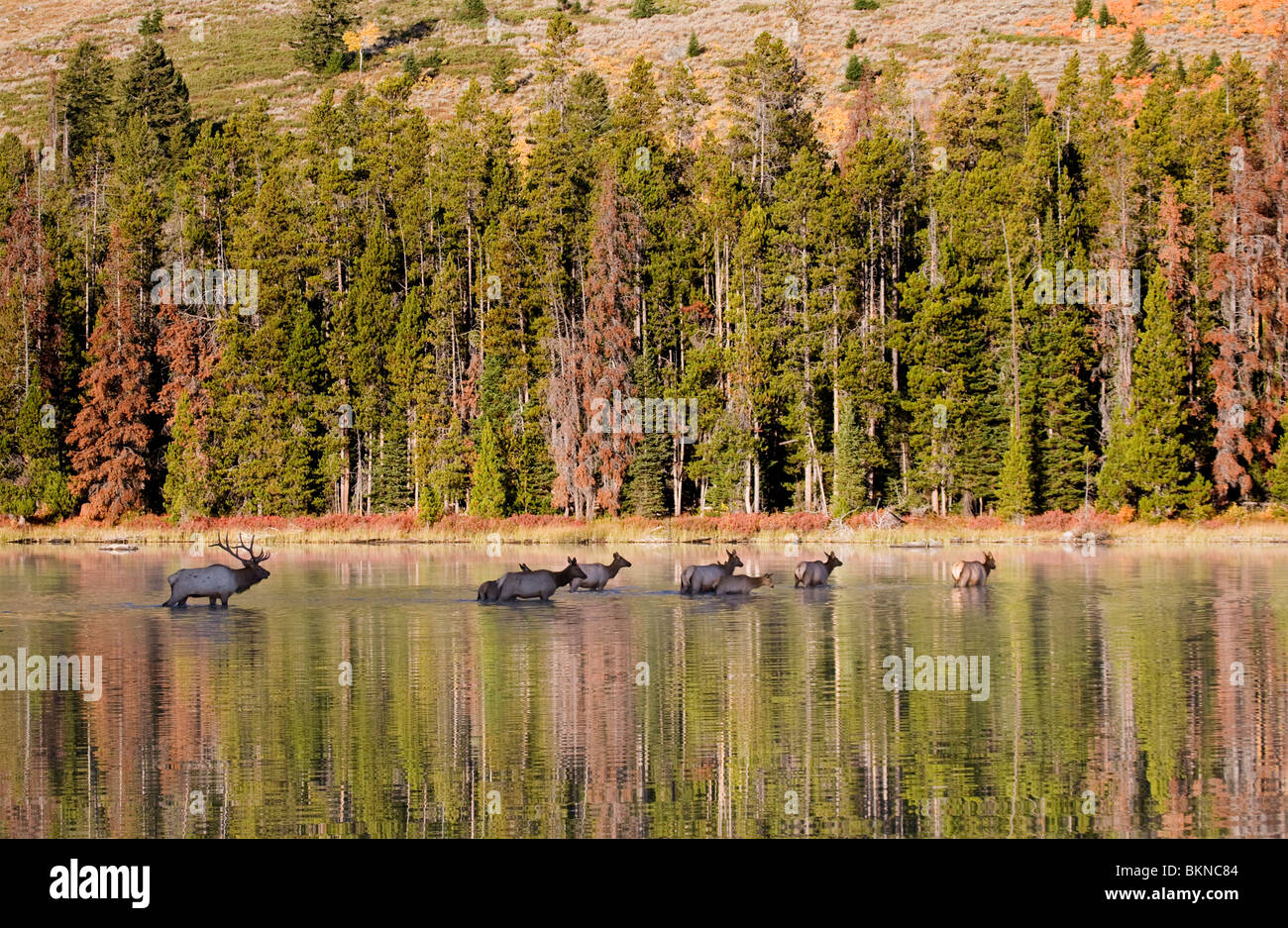 A large bull elk crossing String Lake with his harem in September, Grand Teton National Park, Wyoming. Stock Photo