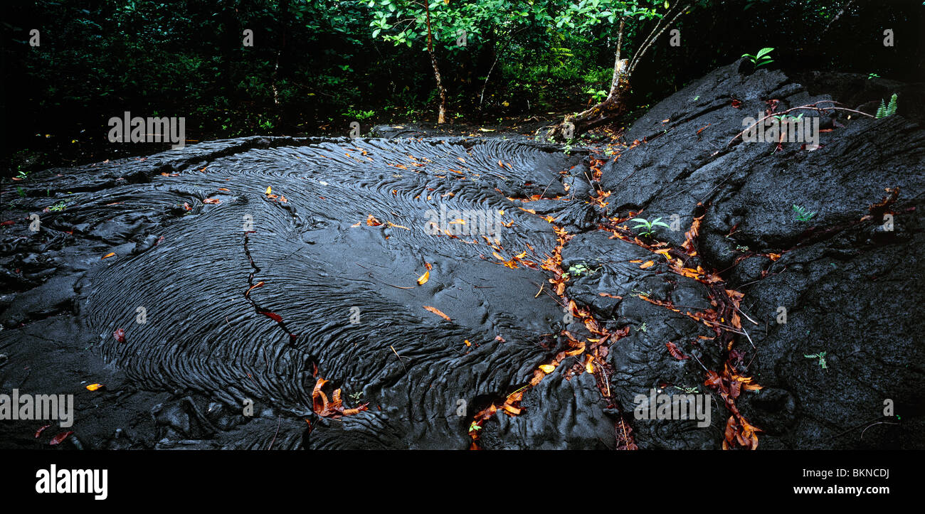 Old pahoehoe lava flow in forest, Savaii, Samoa Lava field from 1905-1911 eruptions Stock Photo