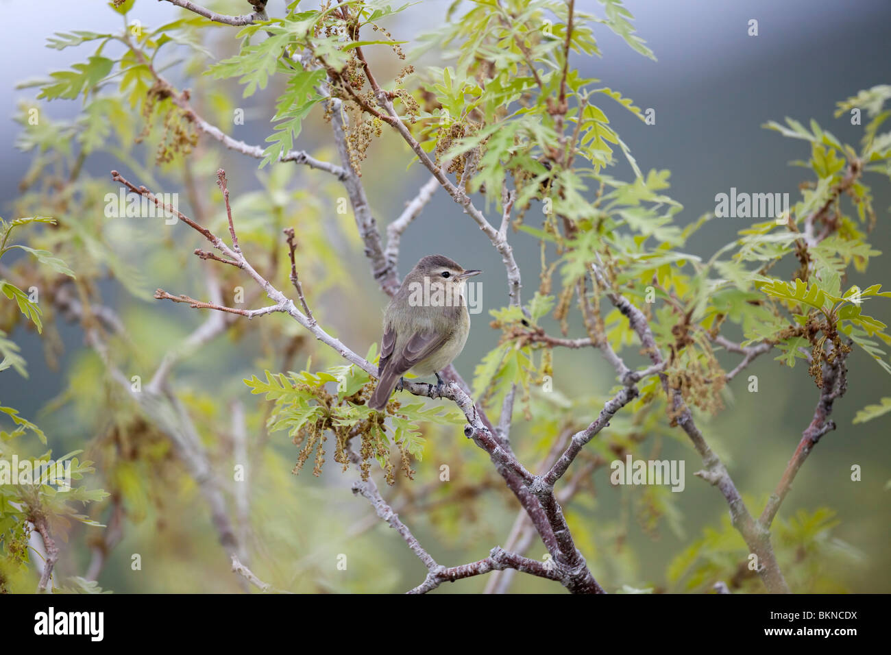 A warbling vireo on a Gambel oak branch in the Wasatch Range, Utah, USA. Stock Photo