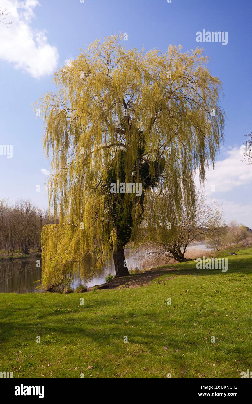 weeping willow tree in Suffolk, UK Stock Photo Alamy