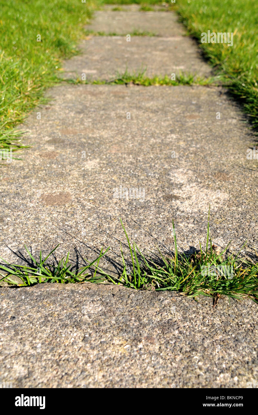 Weeds growing up between garden concrete slabs. Stock Photo