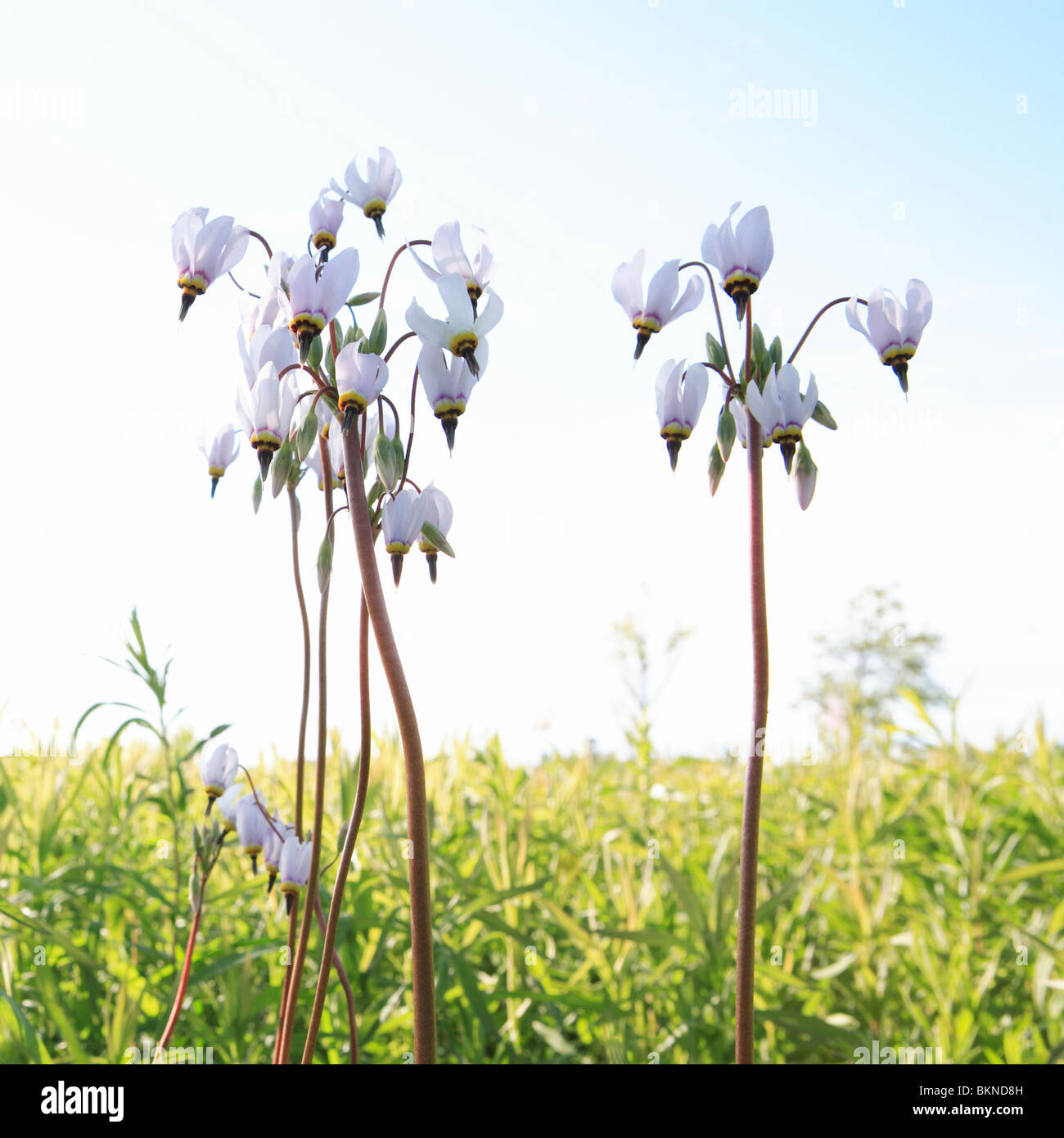 SHOOTING STAR, DODECATHEON MEADIA, NORTHERN ILLINOIS PRAIRIE LATE SUMMER FLOWERS IN NORTHERN ILLINOIS PRAIRIE , MIDWESTERN USA Stock Photo