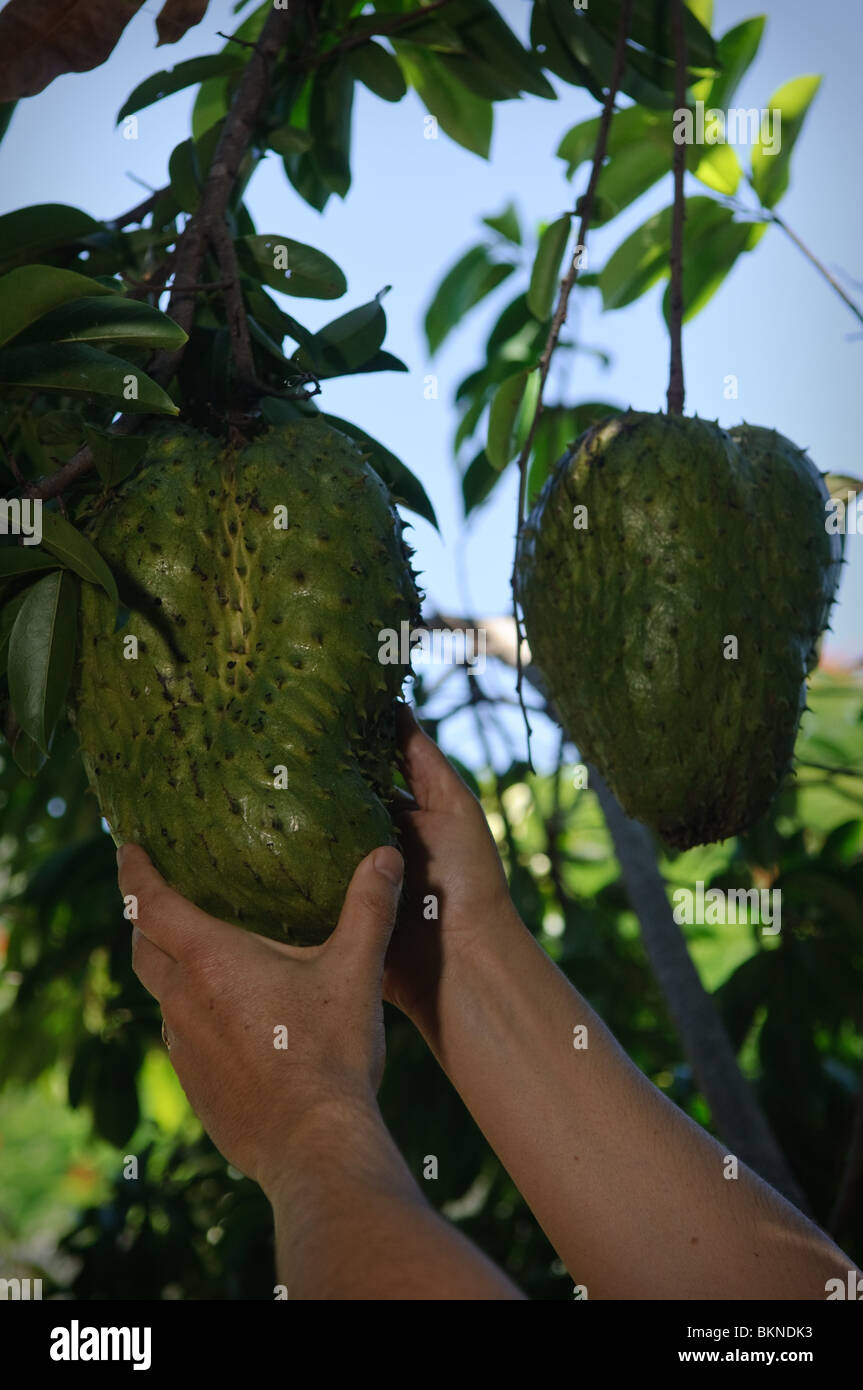 Soursop fruit on backyard tree, Brisbane, Queensland, Australia Stock