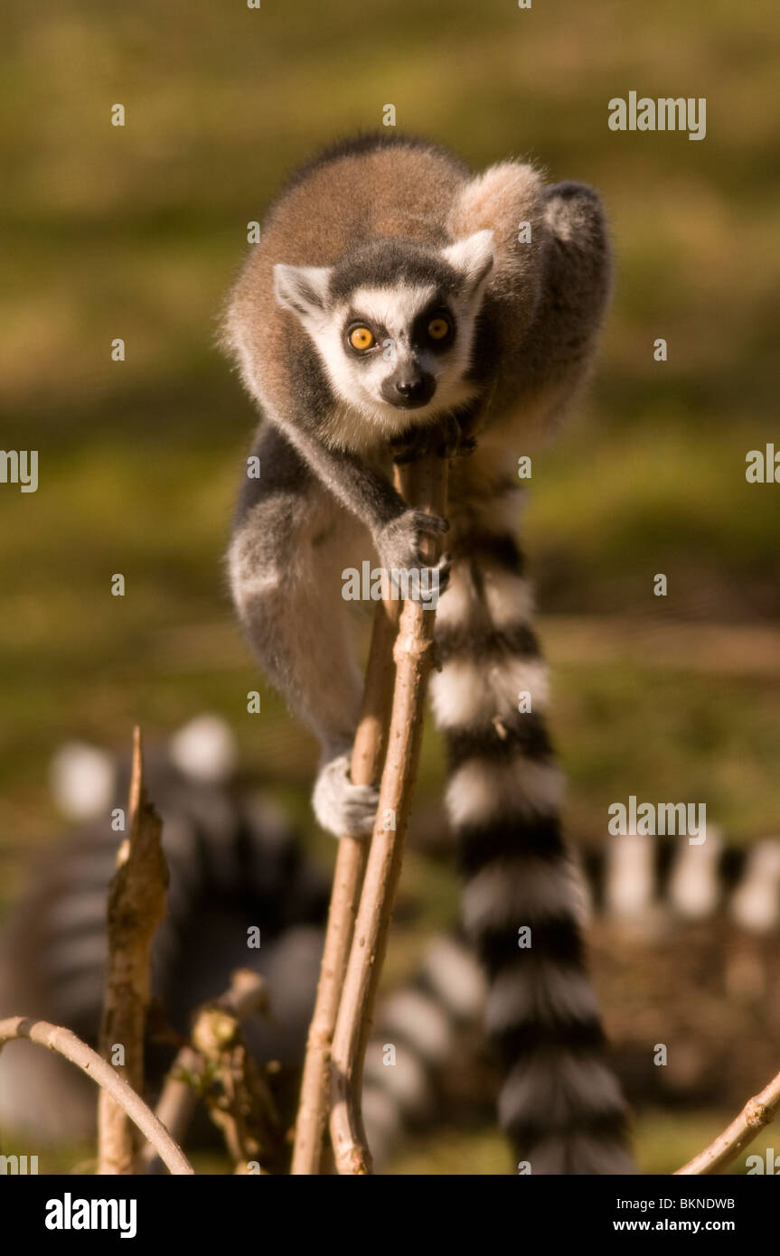 RING-TAILED LEMUR Lemur catta Stock Photo