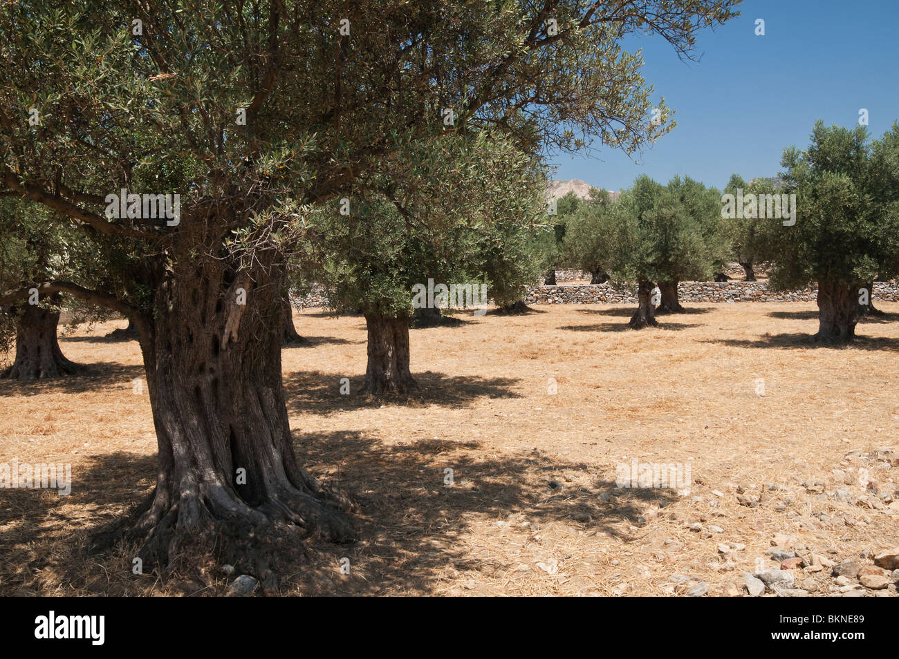 Olive trees greece hires stock photography and images Alamy