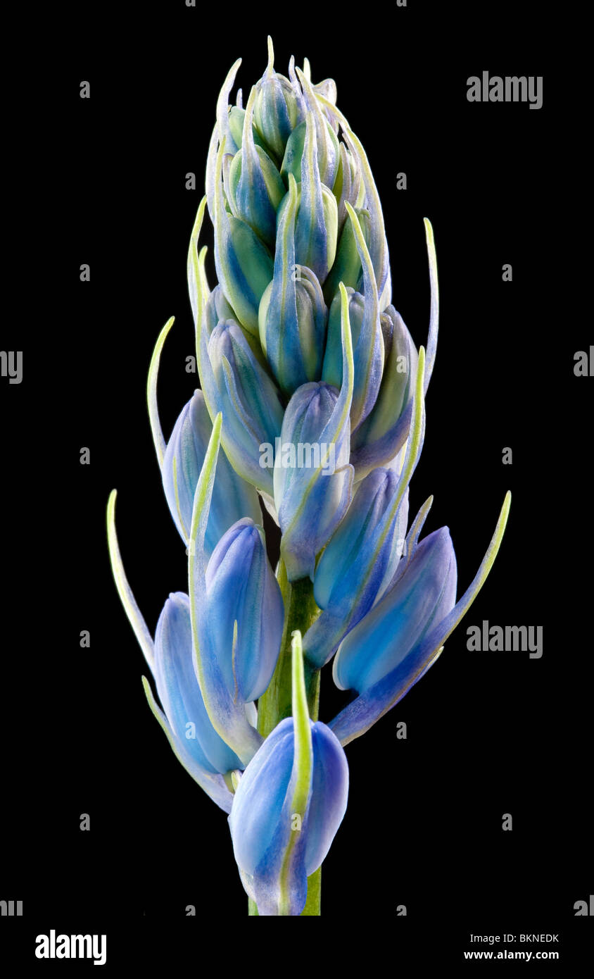 Single big closeup of bluebell buds isolated on black background Stock Photo