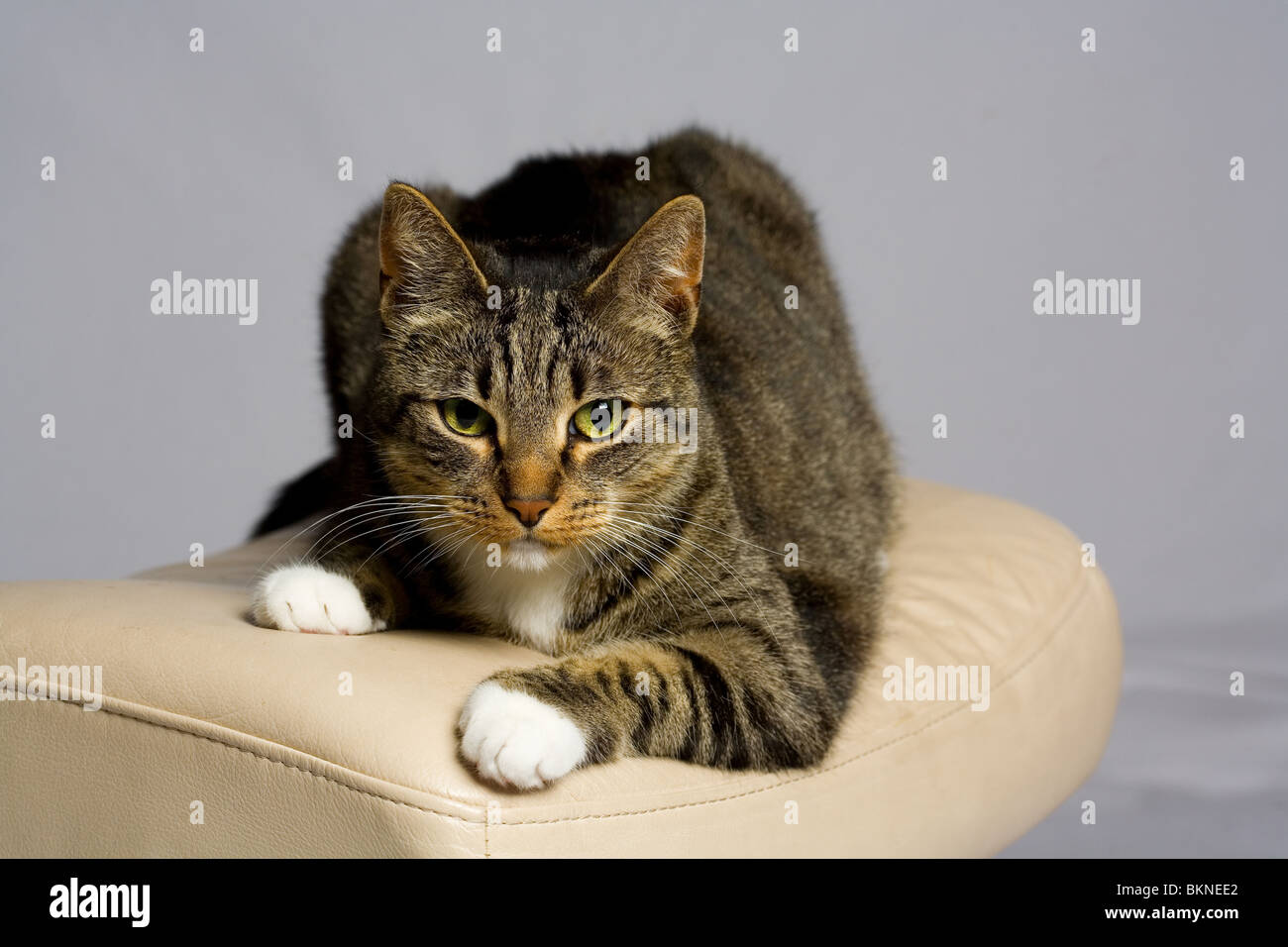 A beautiful Tabby cat posing for studio camera Stock Photo