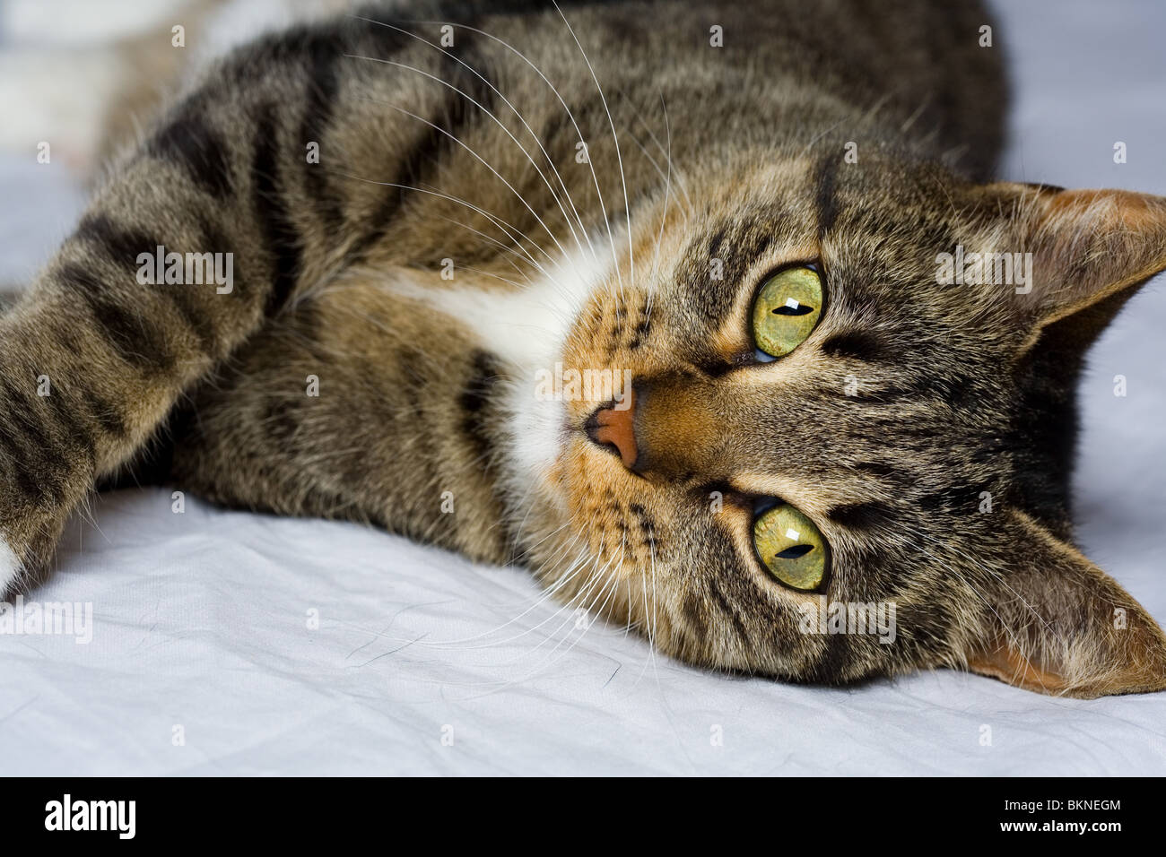 A beautiful Tabby cat posing for studio camera Stock Photo