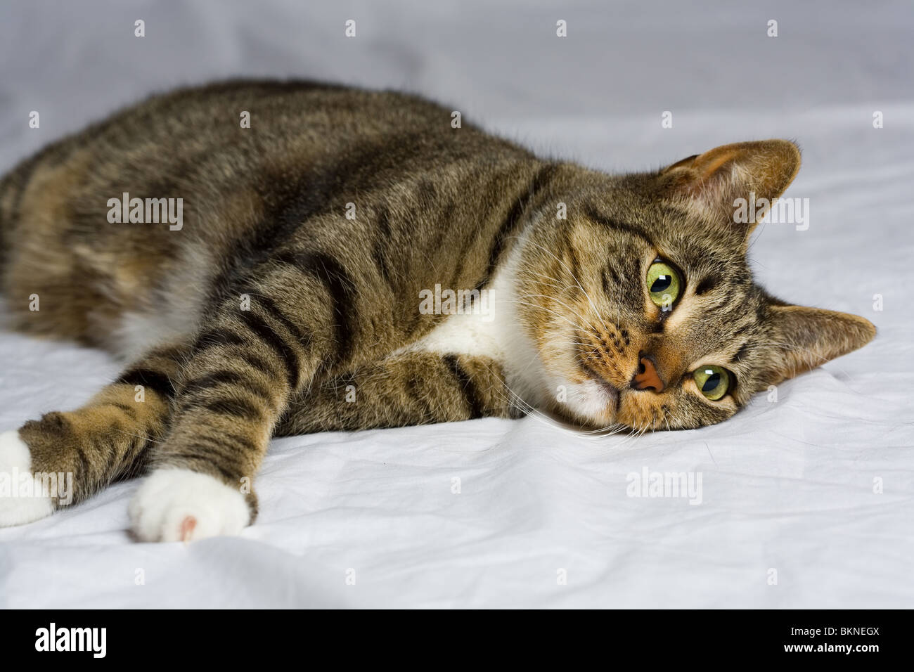 A beautiful Tabby cat posing for studio camera Stock Photo - Alamy