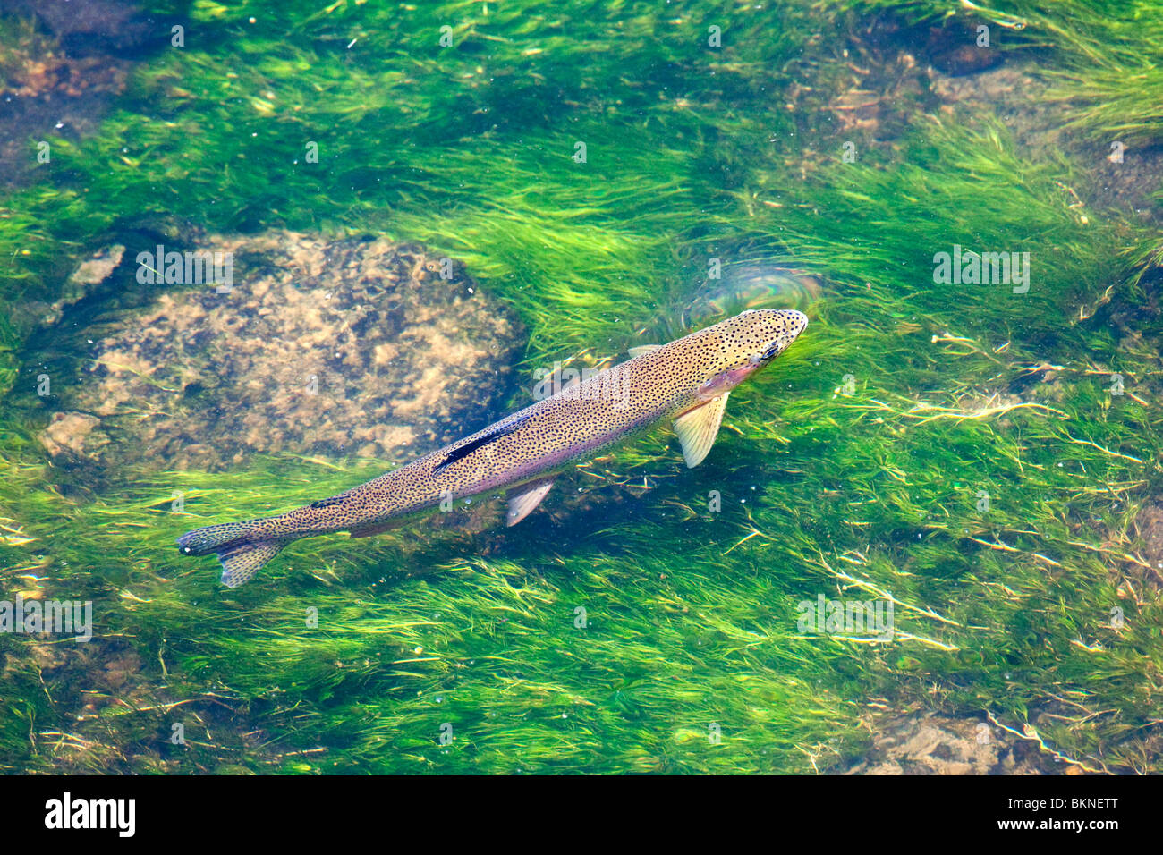 A large rainbow trout rising to feed in the Harriman Ranch section of the Henry's Fork River, near Island Park, Idaho. Stock Photo