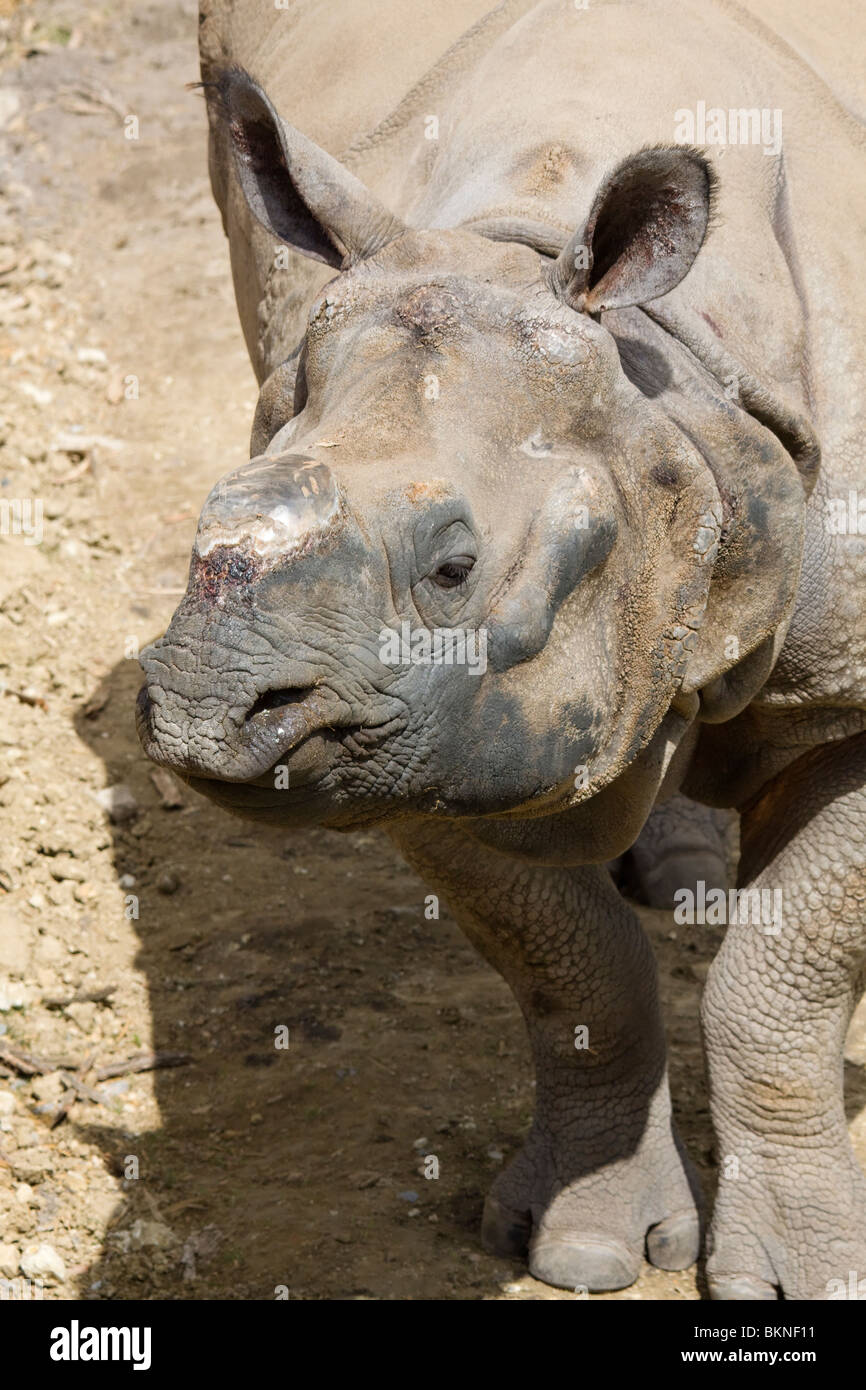 javan rhinoceros biome