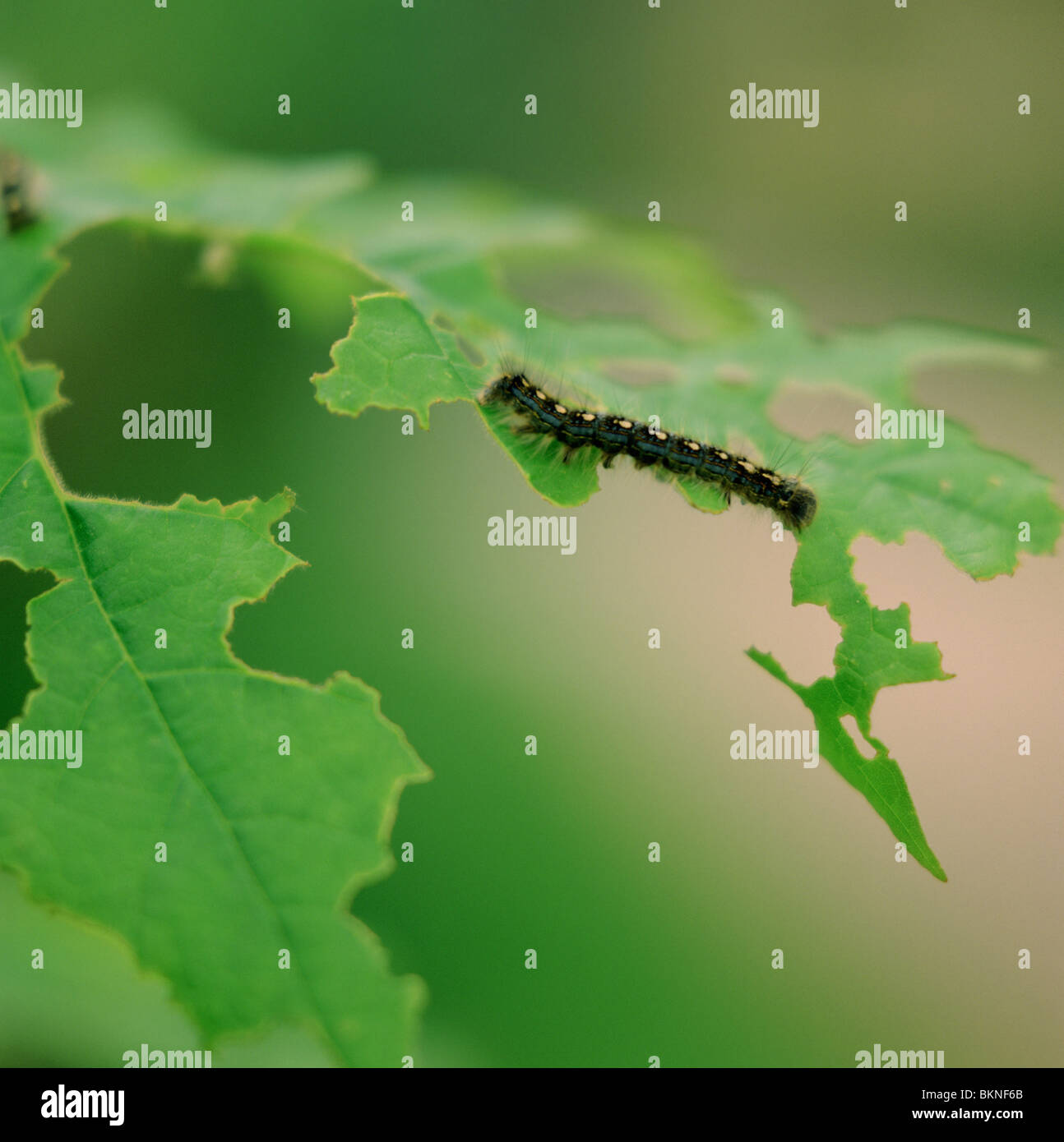 Gypsy moth caterpillar hi-res stock photography and images - Alamy