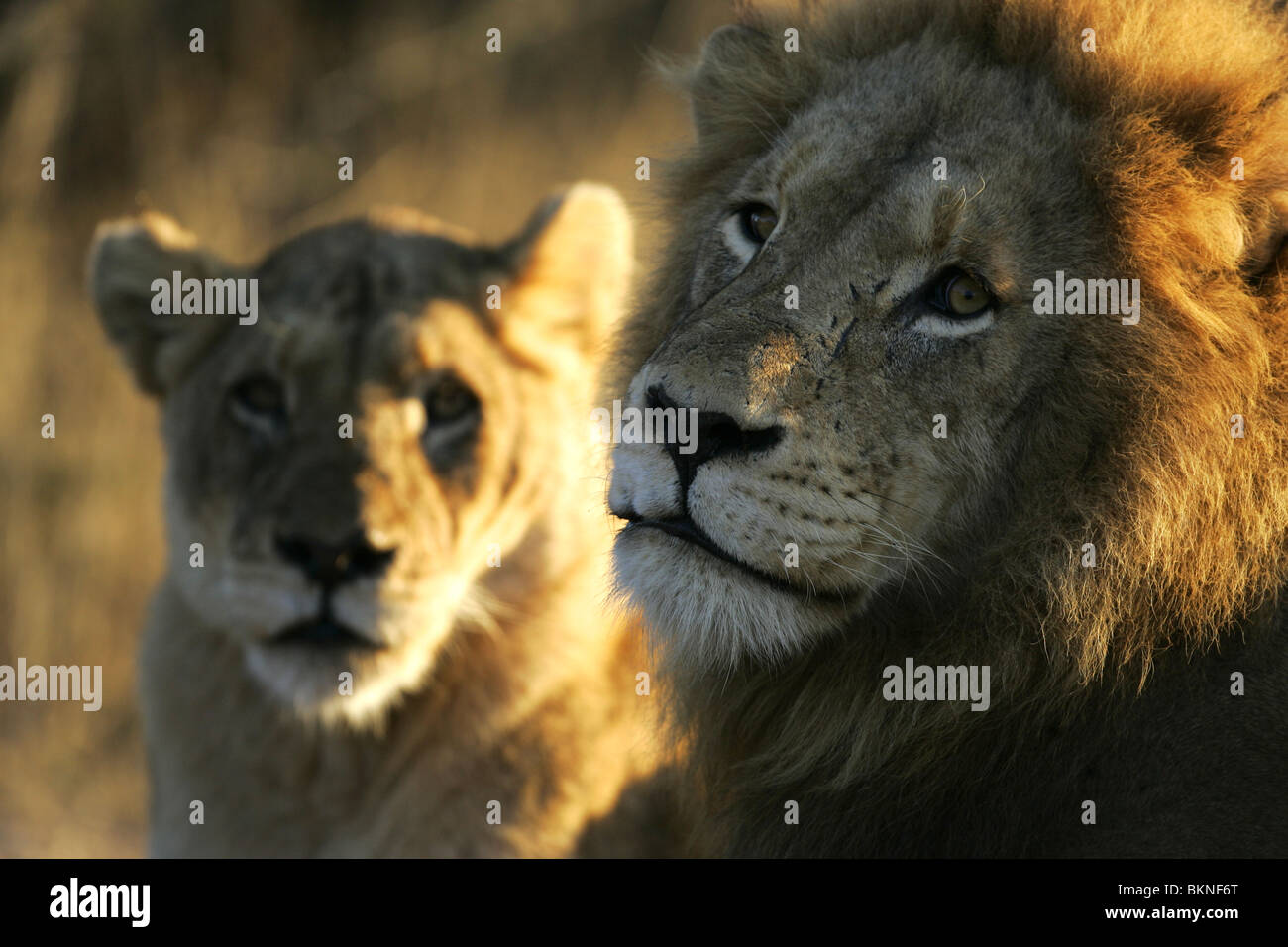 Pair of lions hi-res stock photography and images - Alamy