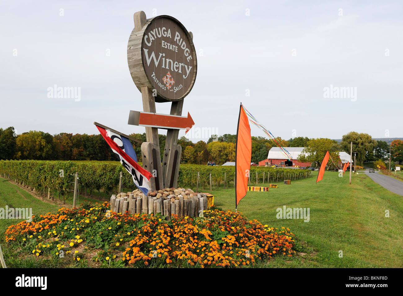 Winery Vineyards Finger Lakes Region New York Cayuga Lake Stock Photo