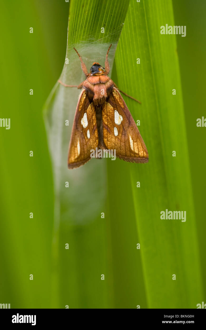 Ontpoppende vlinder Stock Photo