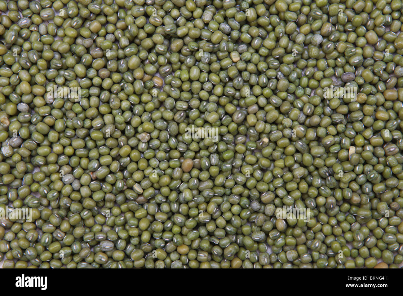 green gram,a protein rich bean,used extensively in indian cookery Stock Photo