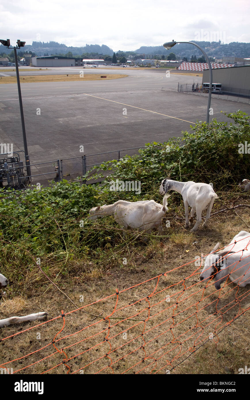 Blackberry bush goat hires stock photography and images Alamy