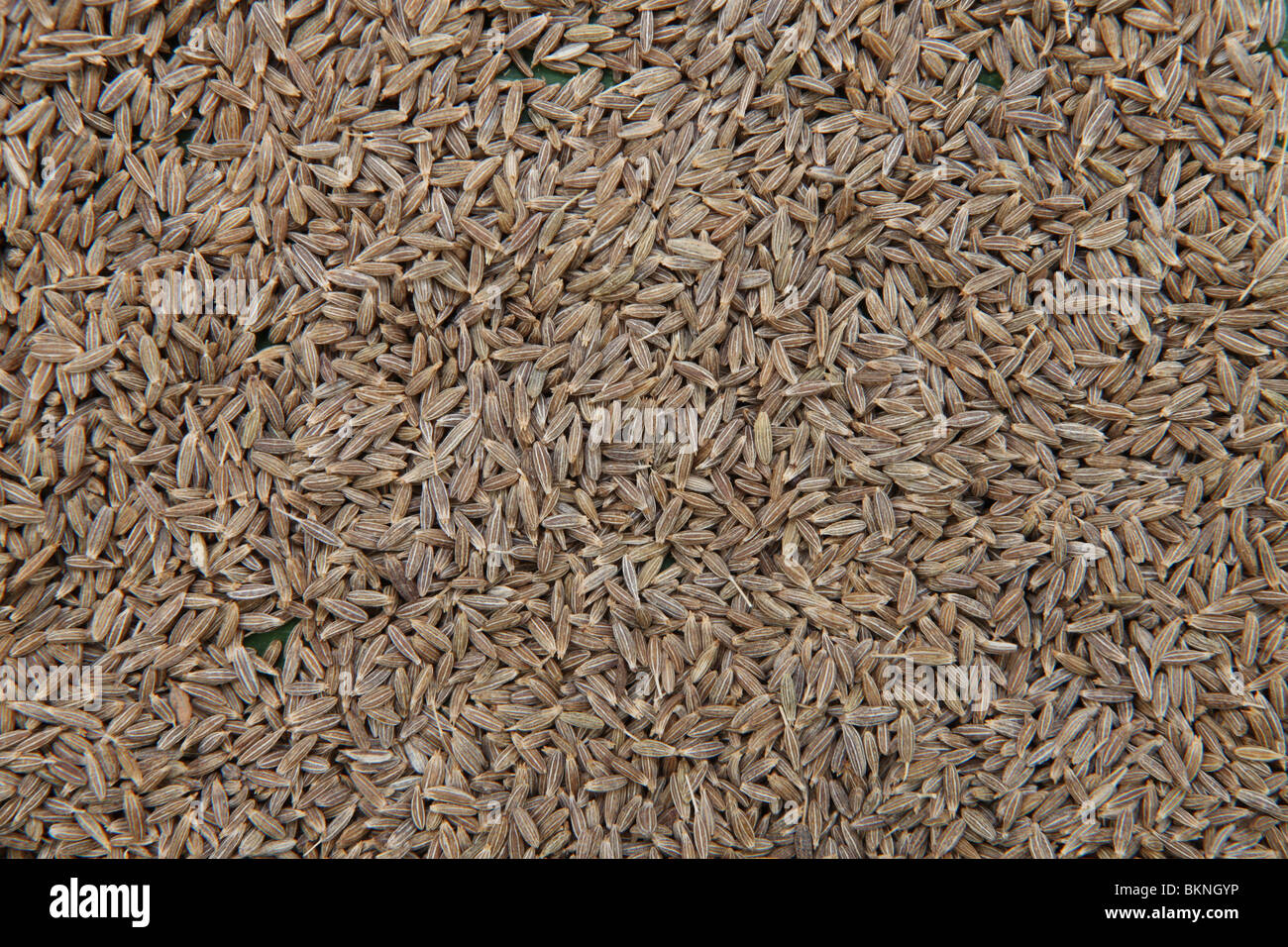 jeera or cumin seeds used as a food ingredient Stock Photo Alamy