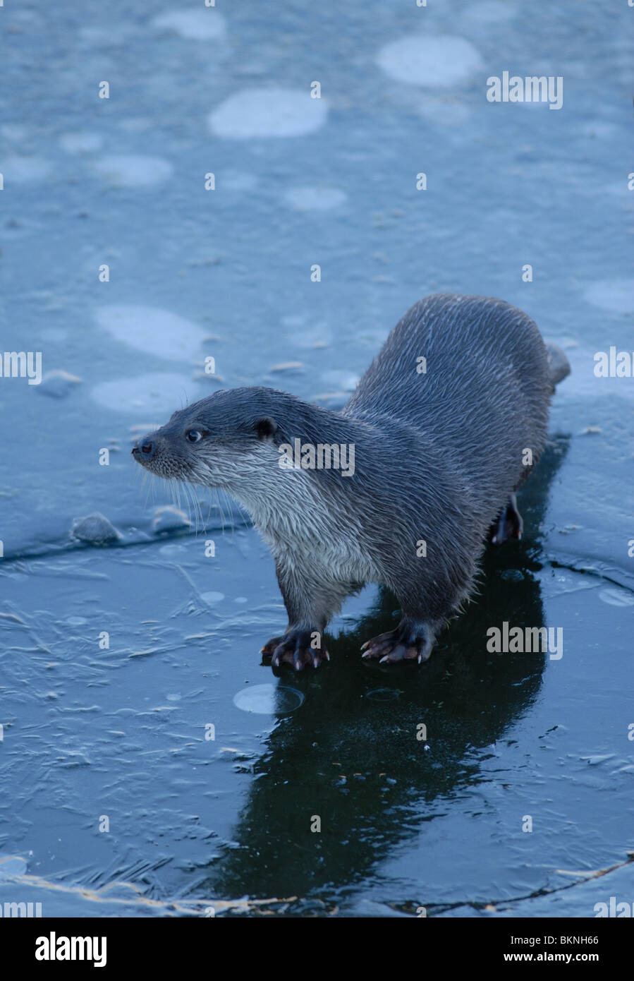 Female Otter near frozen hole in ice Stock Photo