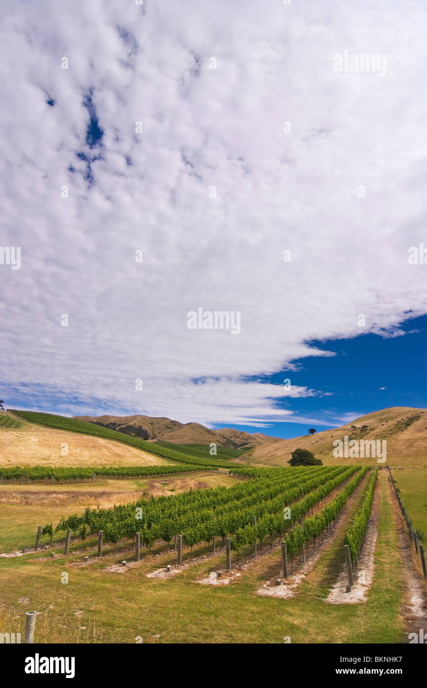 A vineyard on the slopes of a hill in Marlborough, New Zealand Stock Photo