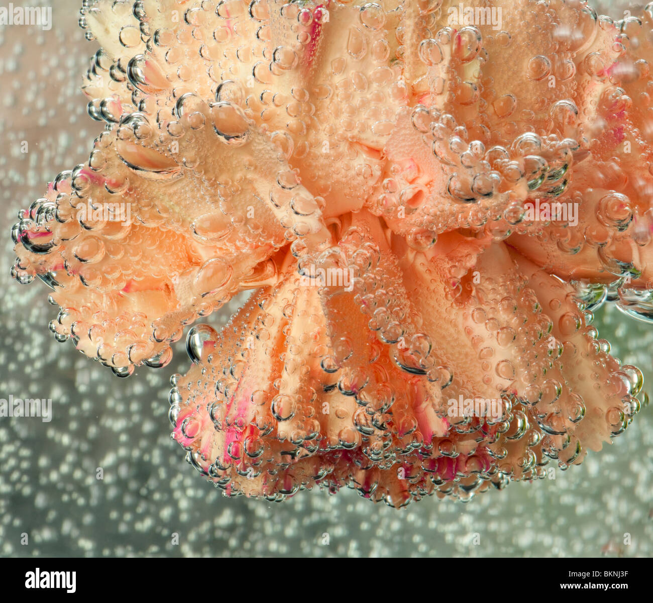 A Carnation underwater trapping air bubbles Stock Photo