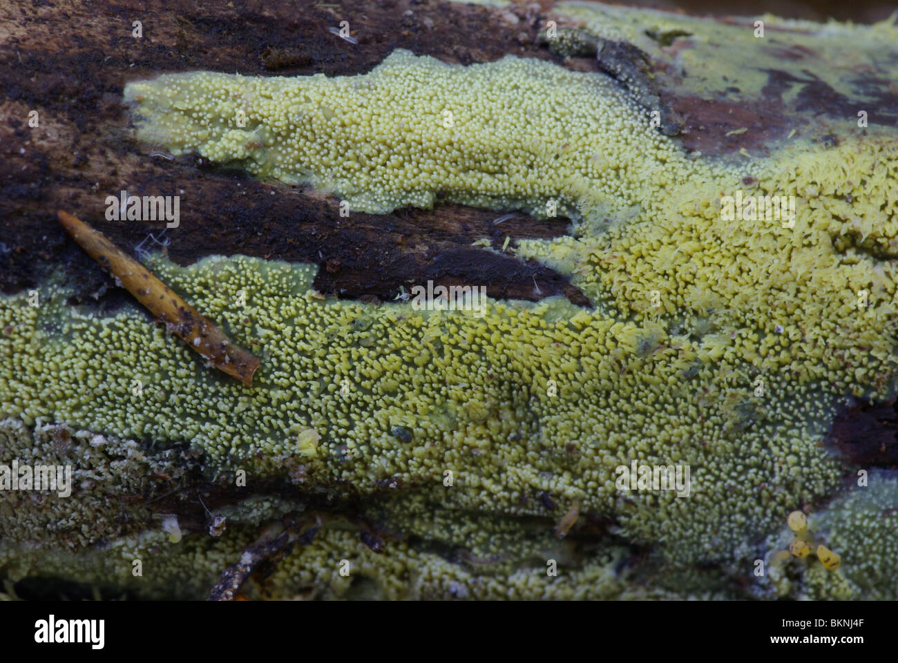 Geel stekelkorstzwam; Mycoasia uda op verrotte hout van de boom Stock Photo