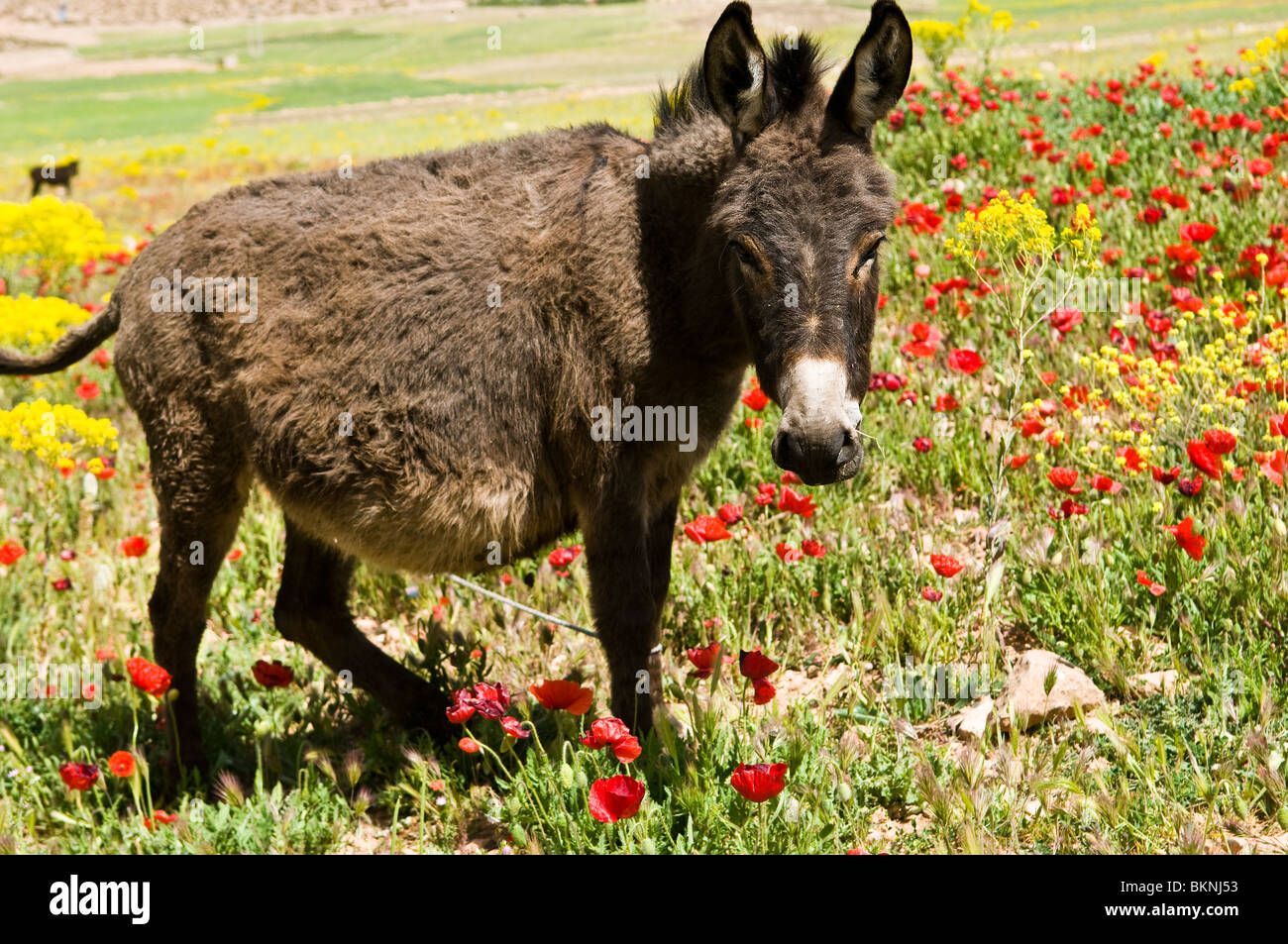 A donkey grazing in a field full of colorful flowers. Stock Photo