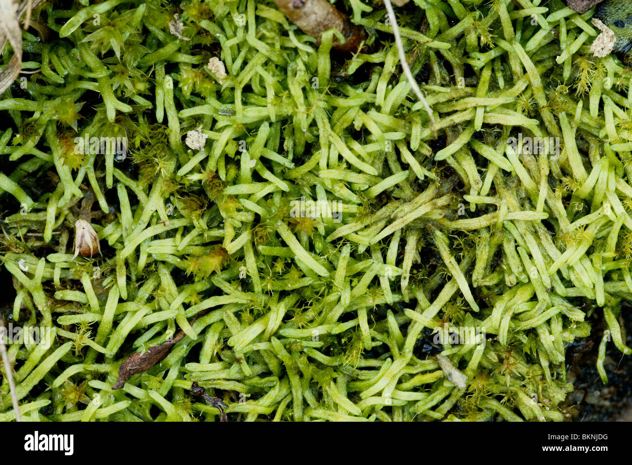 Small van green van hi-res stock photography and images - Alamy