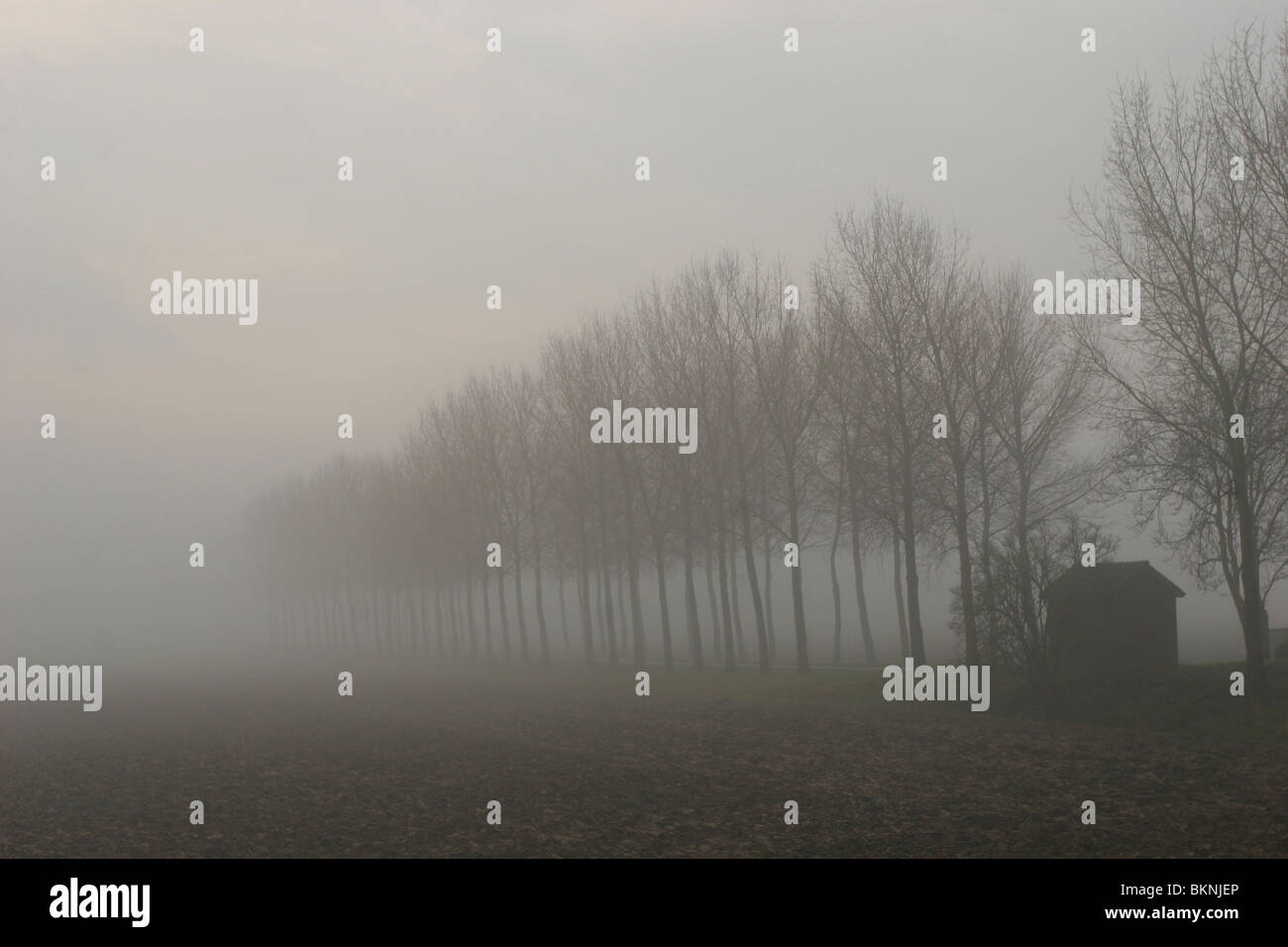 Biesbosch Landschap (akker) in de mist Stock Photo