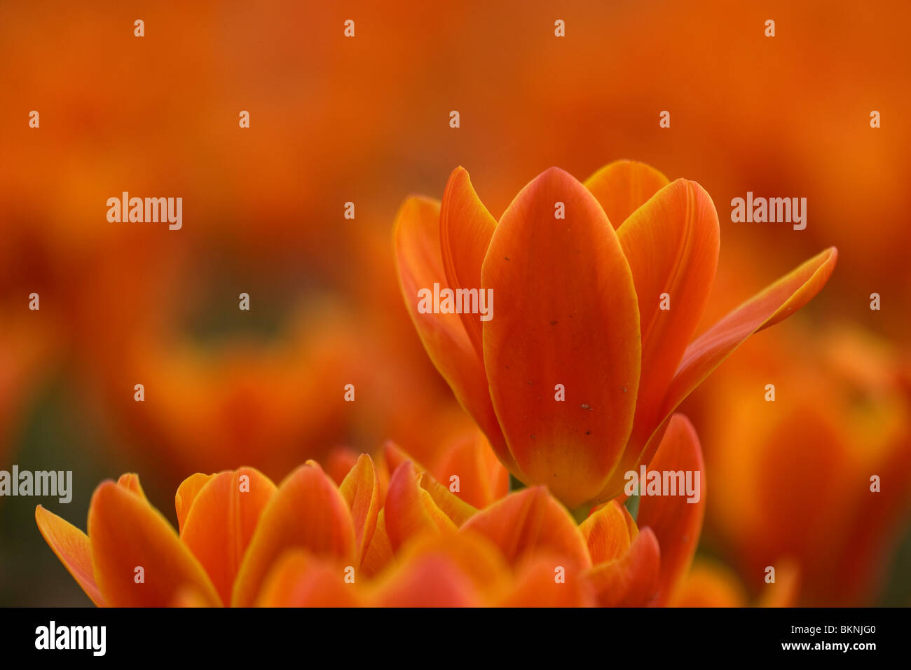 Close up rood oranje tulp Stock Photo