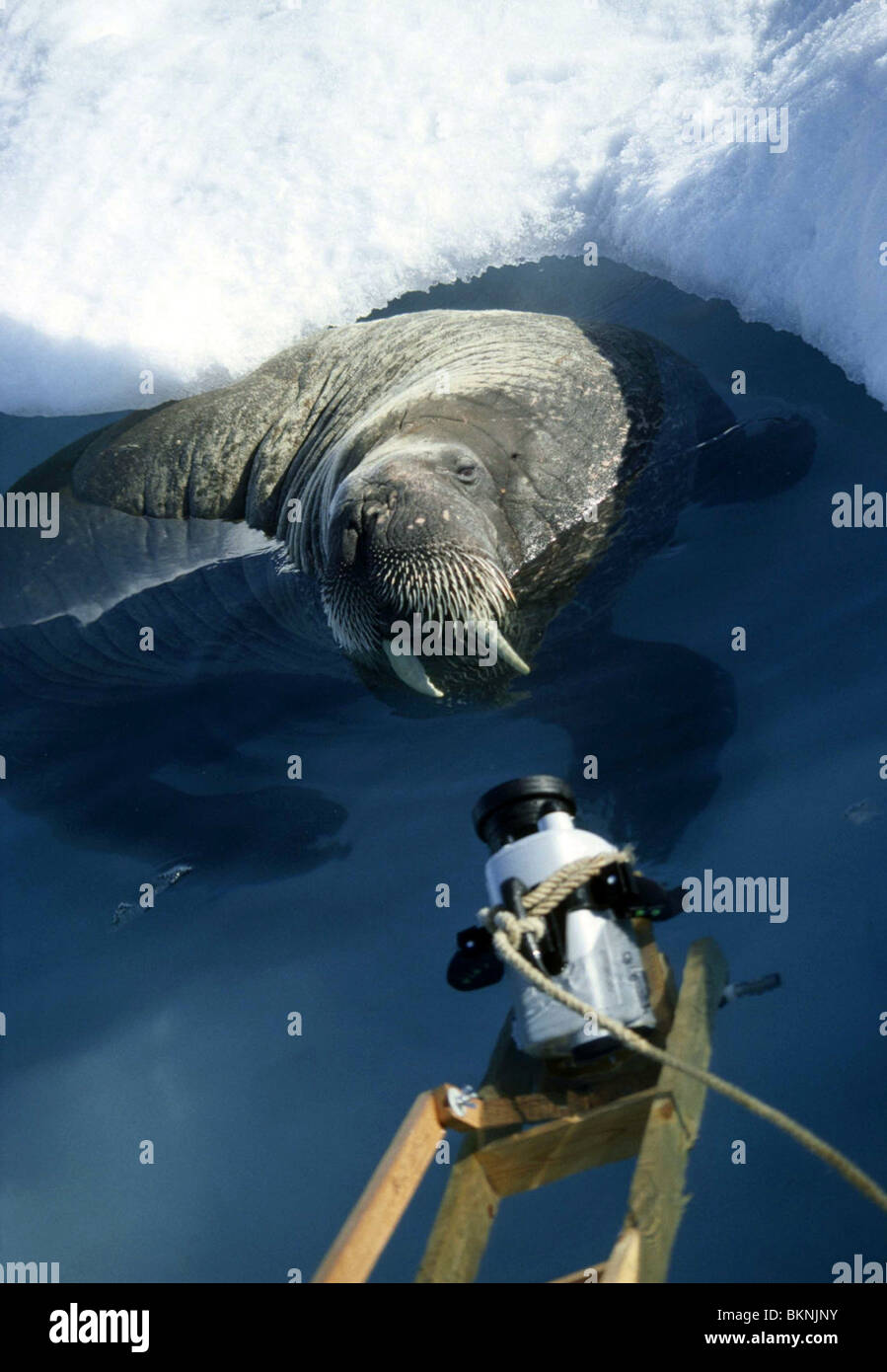 Adam ravetch hi-res stock photography and images - Alamy