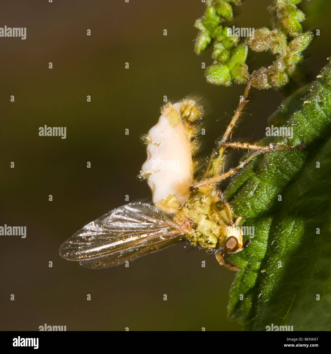 Een Gele Strontvlieg is ten prooi gevallen aan een schimmel van het geslacht Entomophaga. A Common Yellow Dung Fly (Scatophagus stercoraria) parasitised by a fungus from the genus Entomophaga. Stock Photo