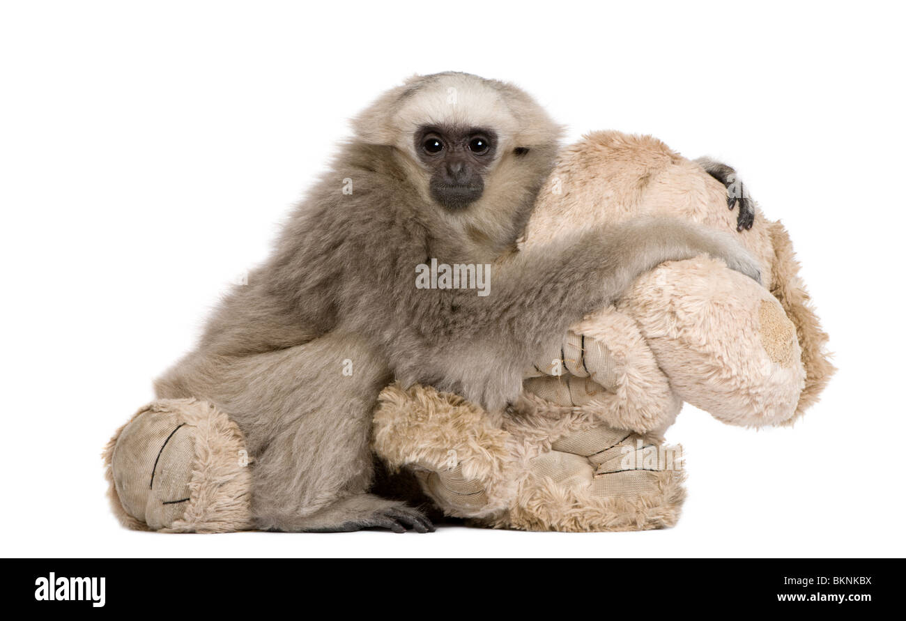 Young Pileated Gibbon, 1 year old, Hylobates Pileatus, sitting with stuffed animal in front of white background Stock Photo