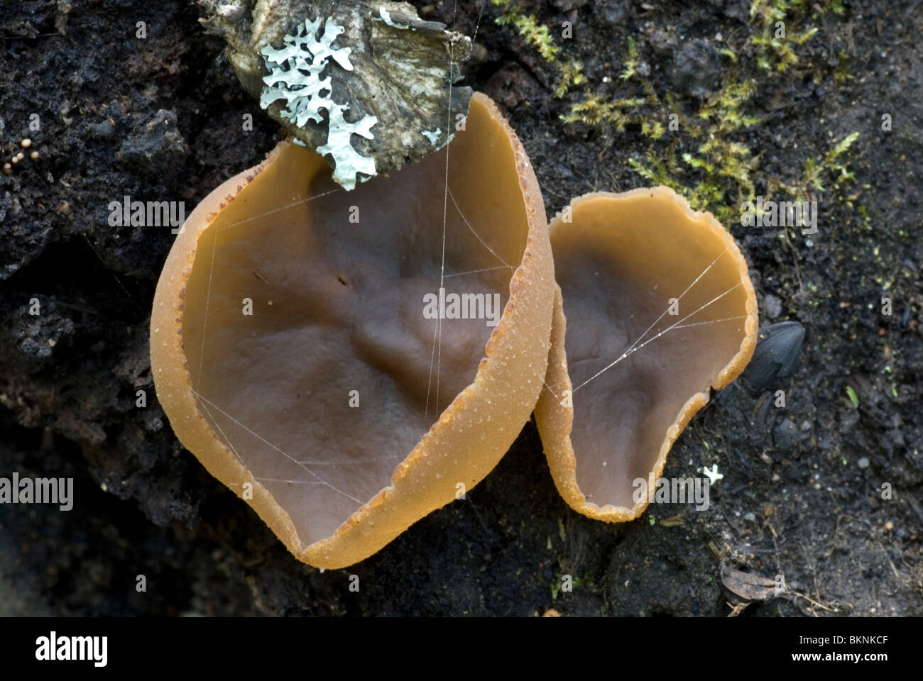 Cup shaped mushroom hires stock photography and images Alamy