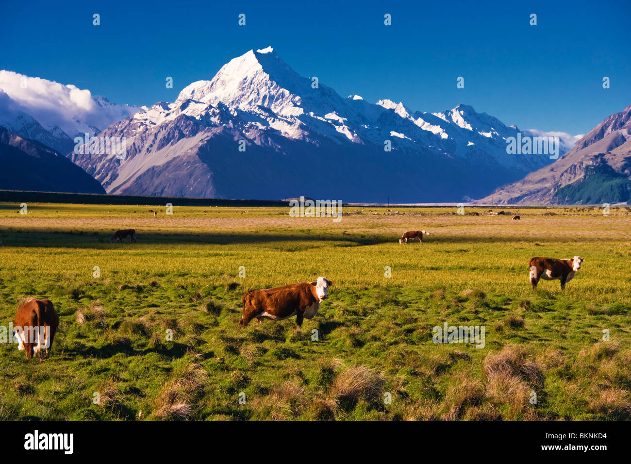 Grazing cows with Aoraki Mount Cook in the background, New Zealand Stock Photo