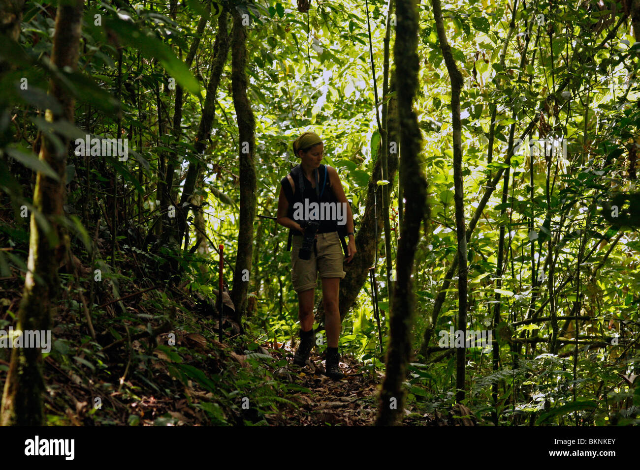 Het nevelwoud van parque internacional La Amistad internationaal park strekt zich uit over de Cordillera de Talamanca in Costa Rica en Panama. Er zijn enkele trails in dit park en een rangerstation waar ook gekampeerd kan worden. The cloudforest of Lam Am Stock Photo