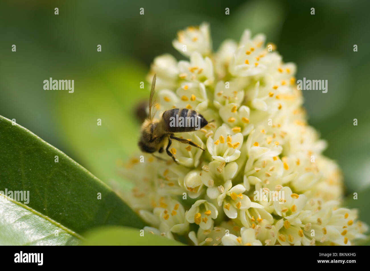 Skimmia x confusa, Kew Green and honey bee Stock Photo